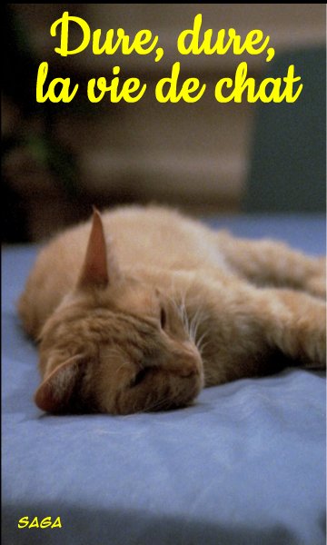 Dure, dure, la vie de chat.